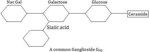 common ganglioside gm2